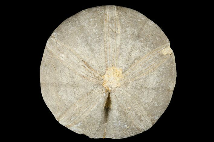 Jurassic Sea Urchin (Clypeus) Fossil - England #177057